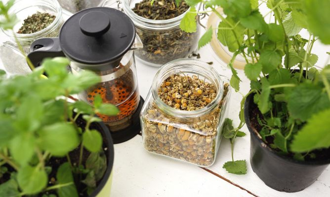 Medicina Natural: 7 plantas que debes conocer