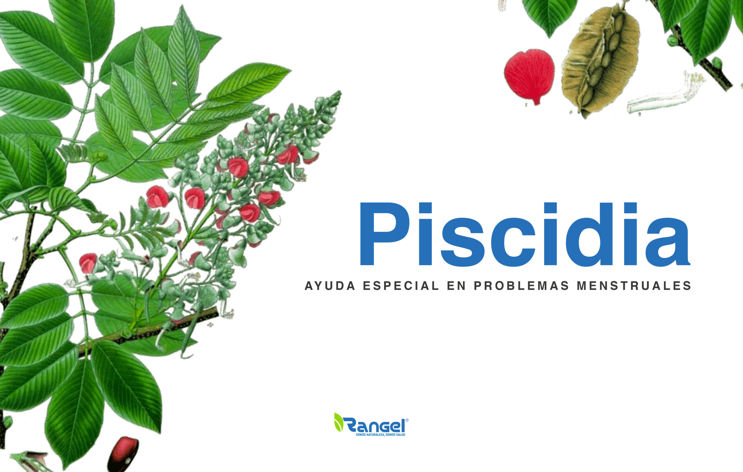 Piscidia