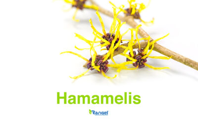 HAMAMELIS.